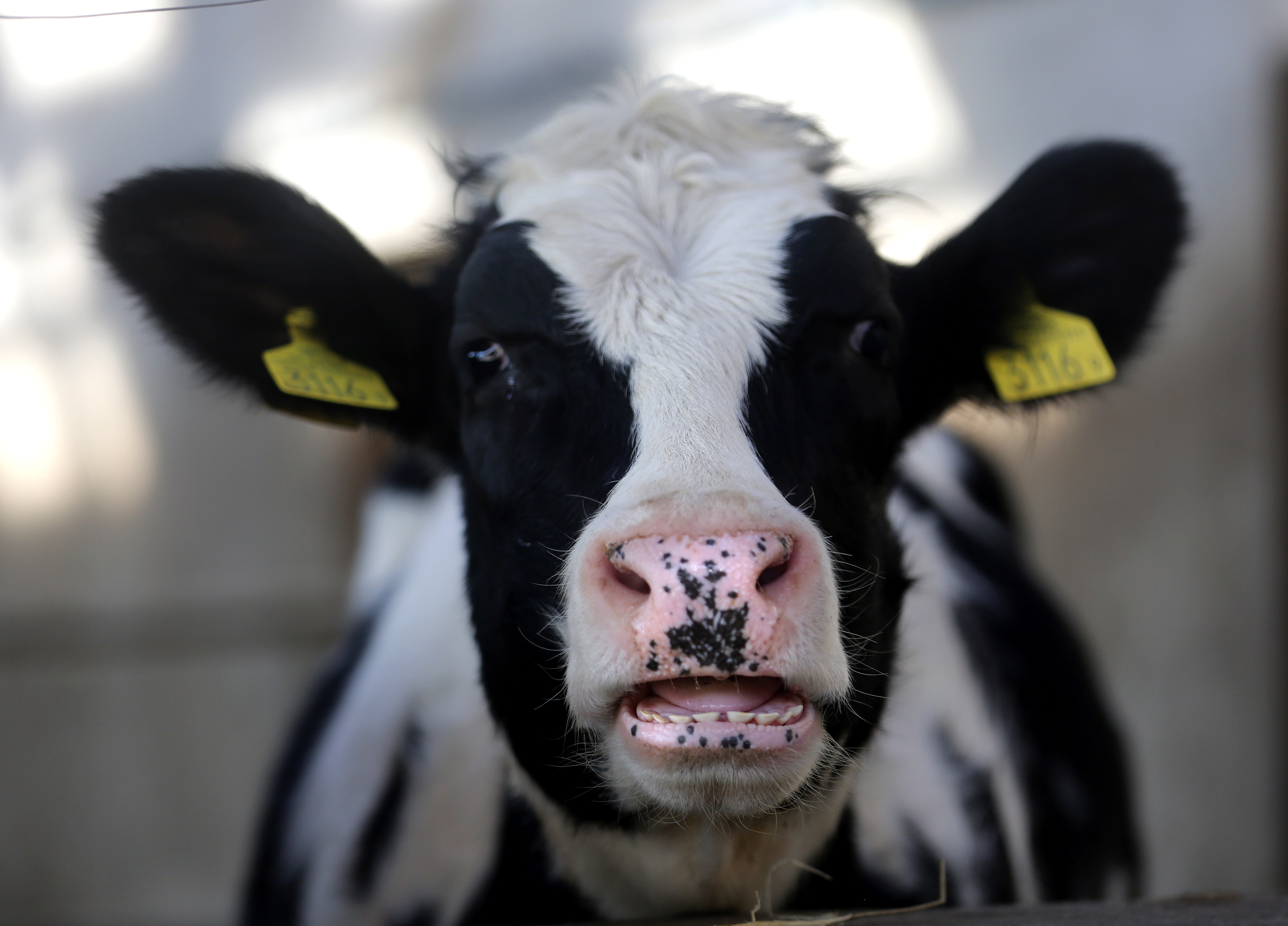 Nærbillede af en ko