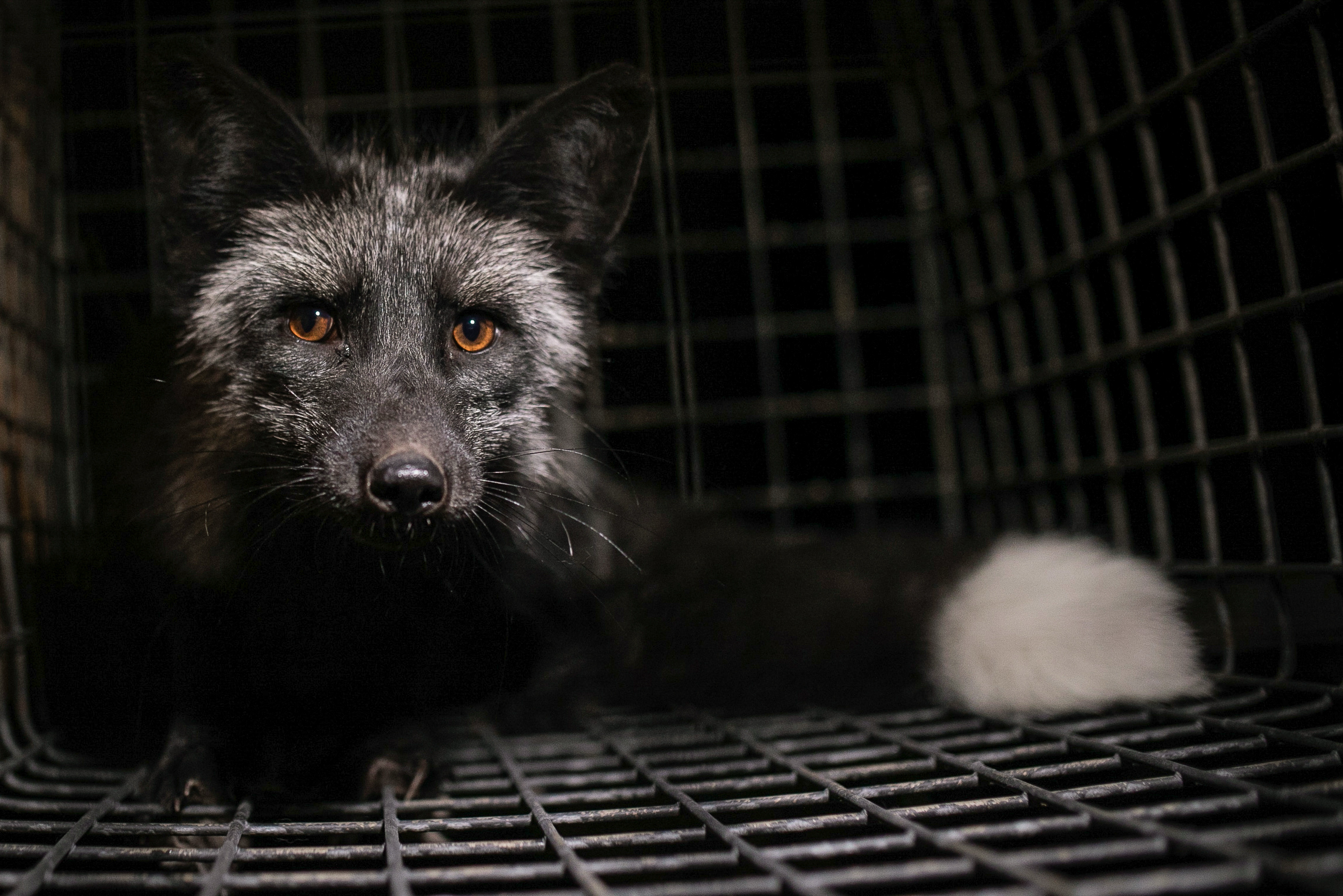 fox on a fur farm
